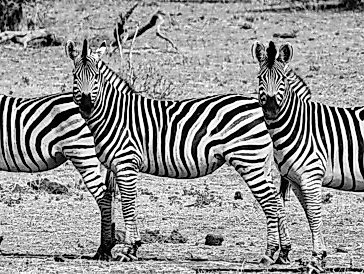 "Ein Tag,  ein Bild" - Maltag mit Sue Legahn "Die ersten frischen Frühlingsfarben"