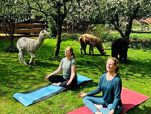 Gnarrenburg erleben: "Yoga mit Alpakas"