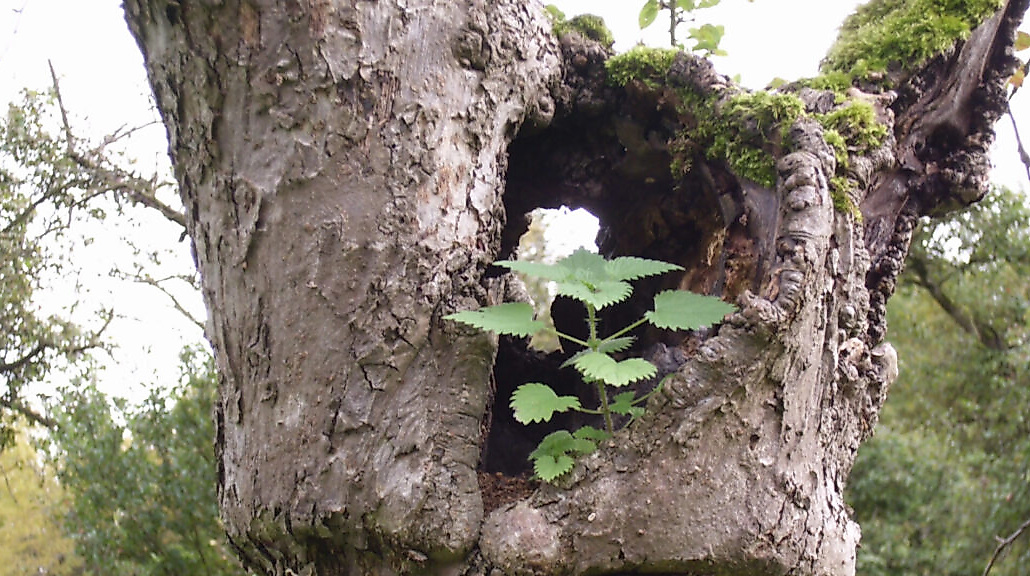 Geomantische-Fuehrung-Bild-Christa-Hein-Alex-1038x576