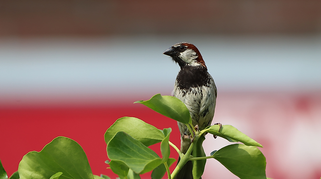 Der Spatz braucht deine Hilfe