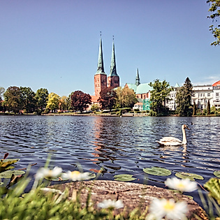 Blick über das Wasser auf Lübecks Altstadt mit St.-Marien-Kirche und Schwan im Vordergrund