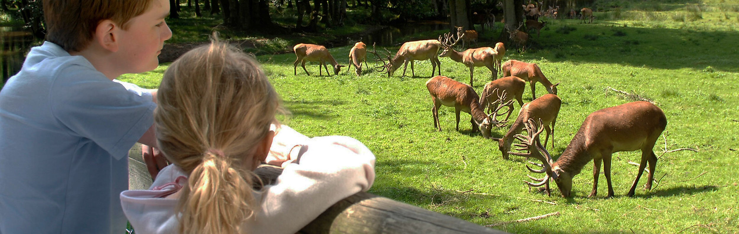 Zwei Kinder betrachten Rehwild in der Naturerlebnisstätte Wildpark Eekholt
