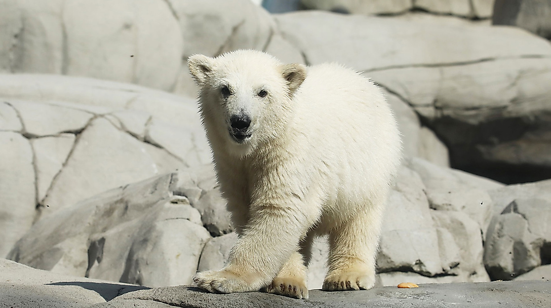 Eisbärenbaby Hagenbecks Tierpark