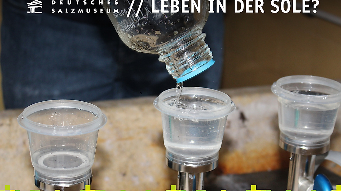 Vortrag "Leben in der Sole" im Deutschen Salzmuseum