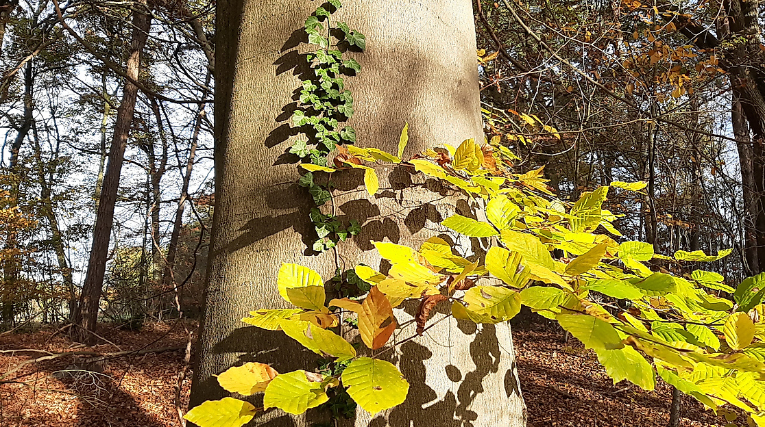 Herbstwald_gehstein