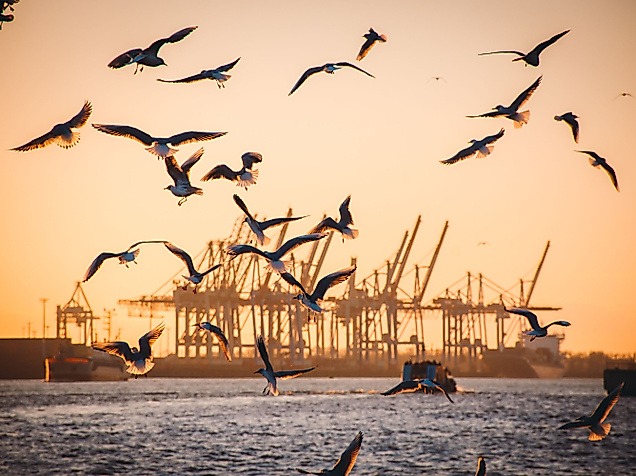 Zahlreiche Möwen fliegen über der Elbe vor Hafenkränen im Hamburger Hafen bei Sonnenaufgang