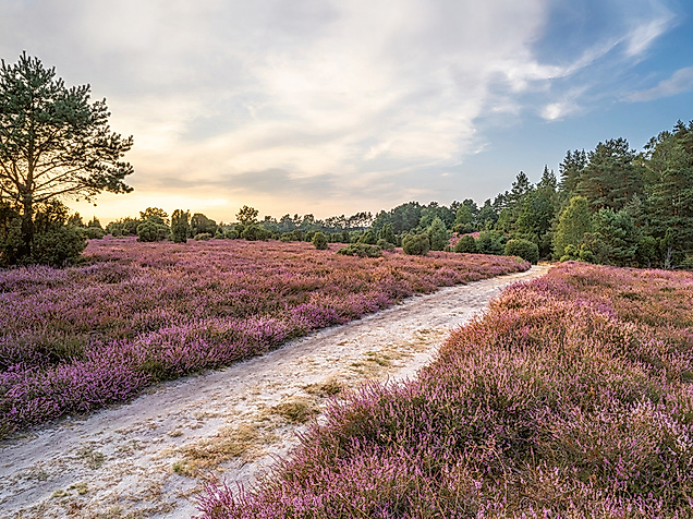 Blühende Heidelandschaft mit Sandweg bei Sonnenuntergang, umgeben von Bäumen