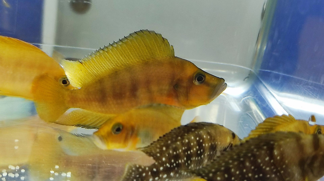 Goldener Buntbarsch in Nahaufnahme