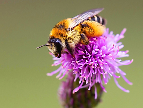 Wildbienen-Seminar – Spaziergang mit Biologin Sara Groß