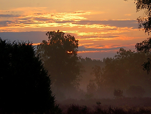 Mondscheinheide