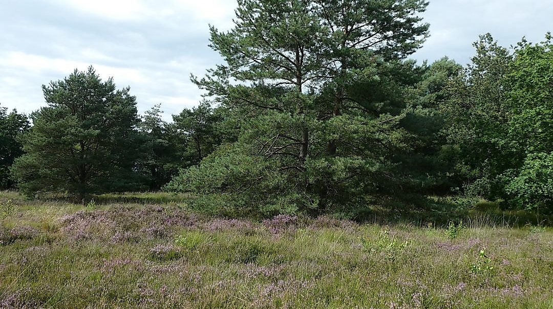 Holßel Heide
