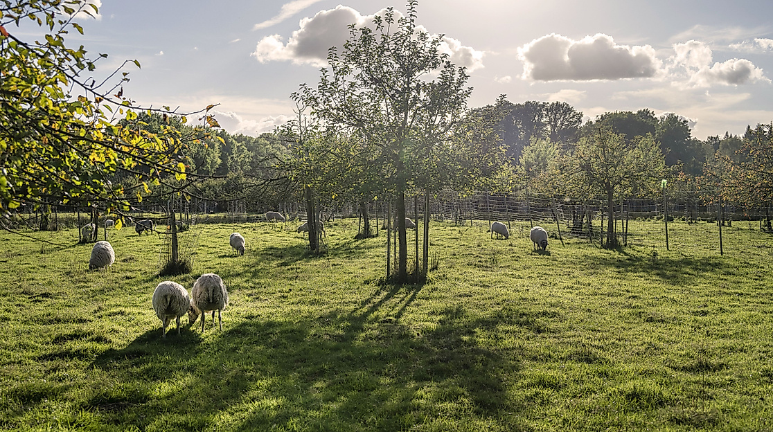 Streuobstwiese_DSC8050_klein