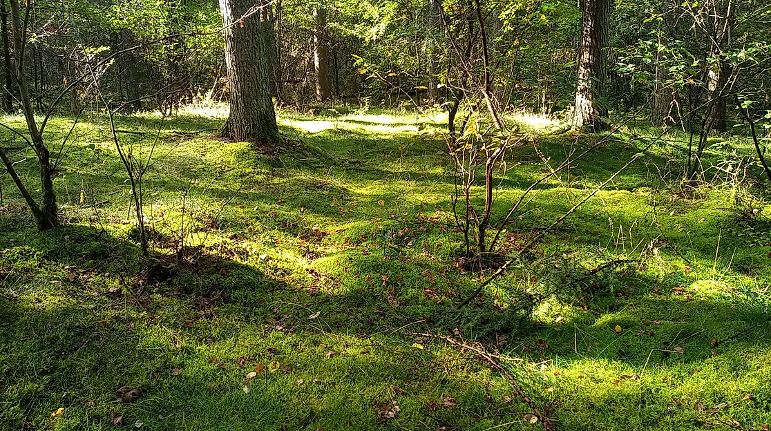 Entspannen im Wald auf moosigen Wegen