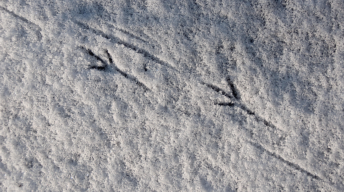 Tiere im Winter
