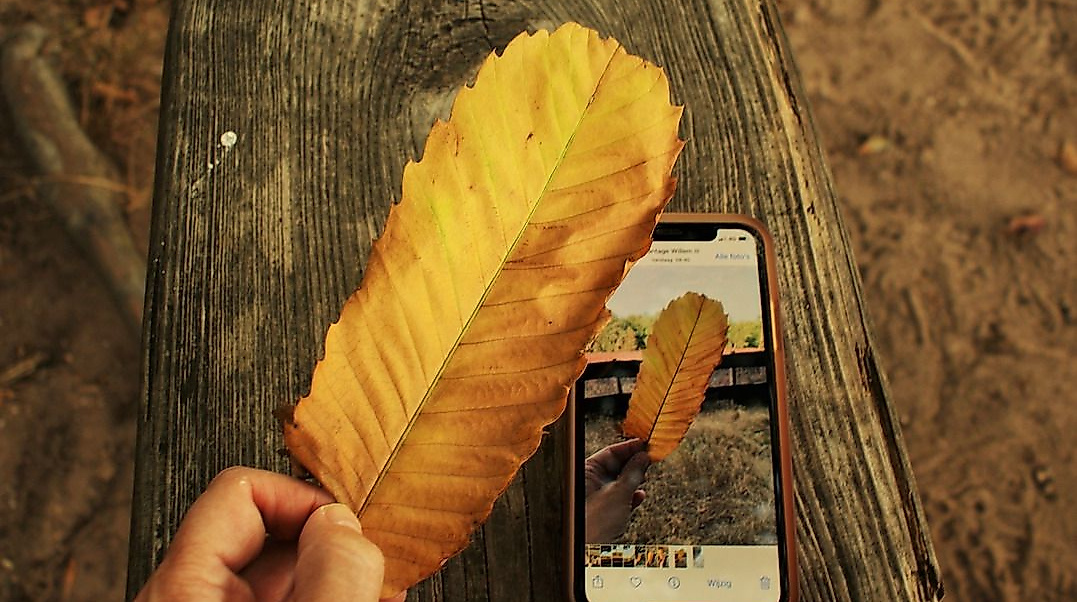 25-06-27 chestnut-leaf-7414393_1280 pixabay