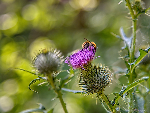 Von lichten Wäldern und Bienen