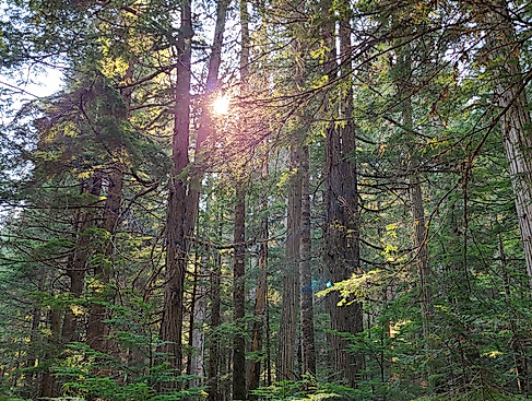 Resilienz durch Naturverbindung (Sommer)