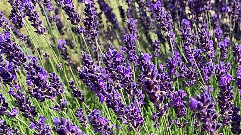 Destillations-Workshop: Lavendel