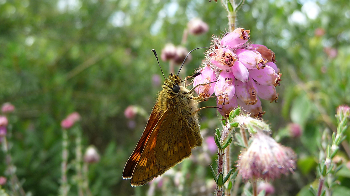 Naturschutzgebiet Rothsteinsmoor Pflanzenvielfalt