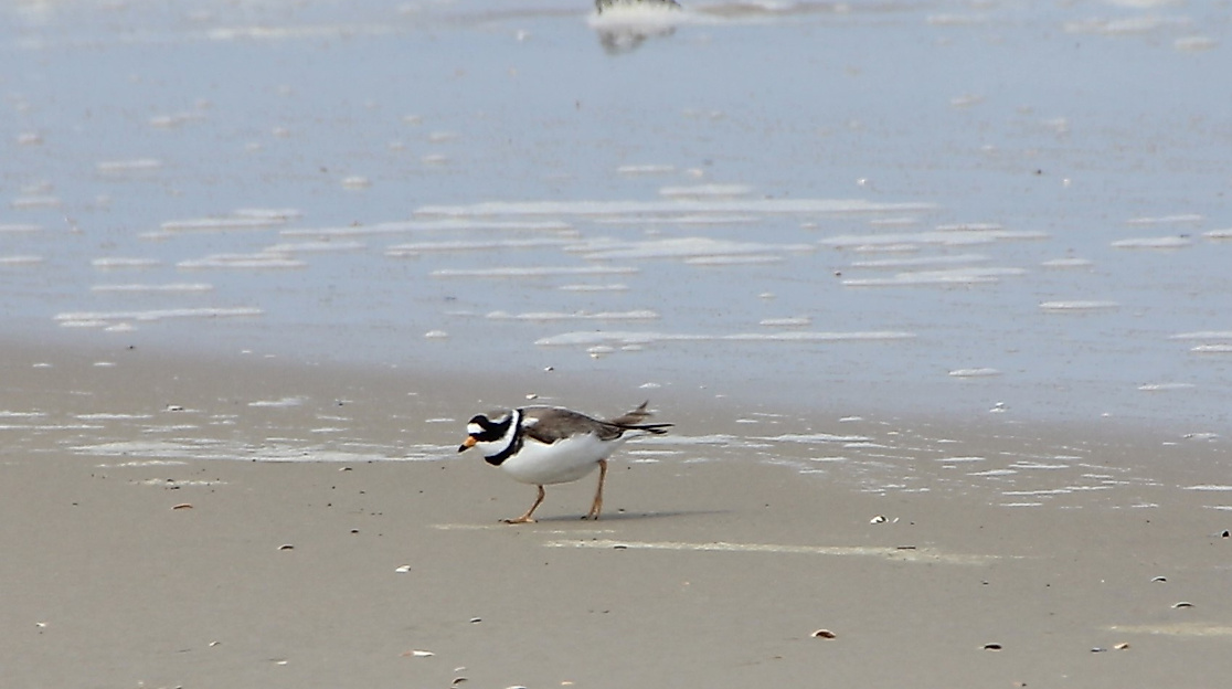 Von Kindern für Kinder - die Vogelwelt entdecken!