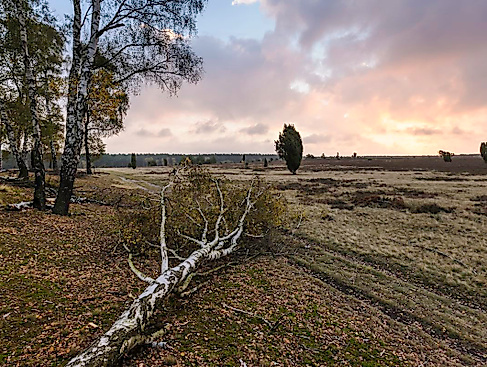 Vollmondwanderung in der Oberoher Heide