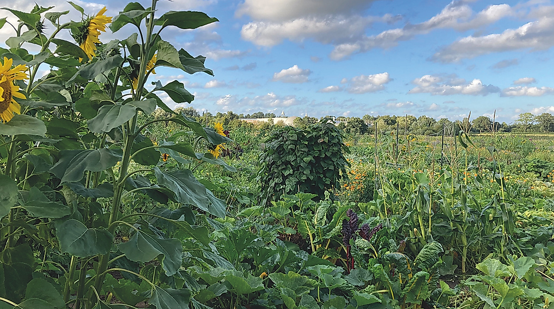 Säen, Pflanzen, Ernten, Begegnung