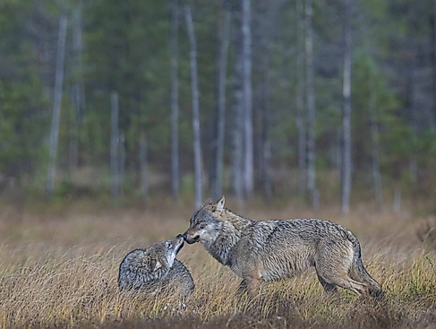 Ein Jahr unter Wölfen