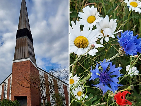 linke Hälfte St. Johanneskirche von außen, rechte Hälfte Blumen auf Wiese