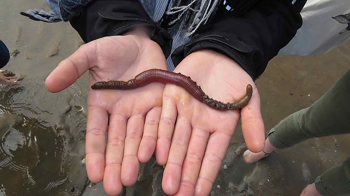 Wattwanderung in Friedrichskoog