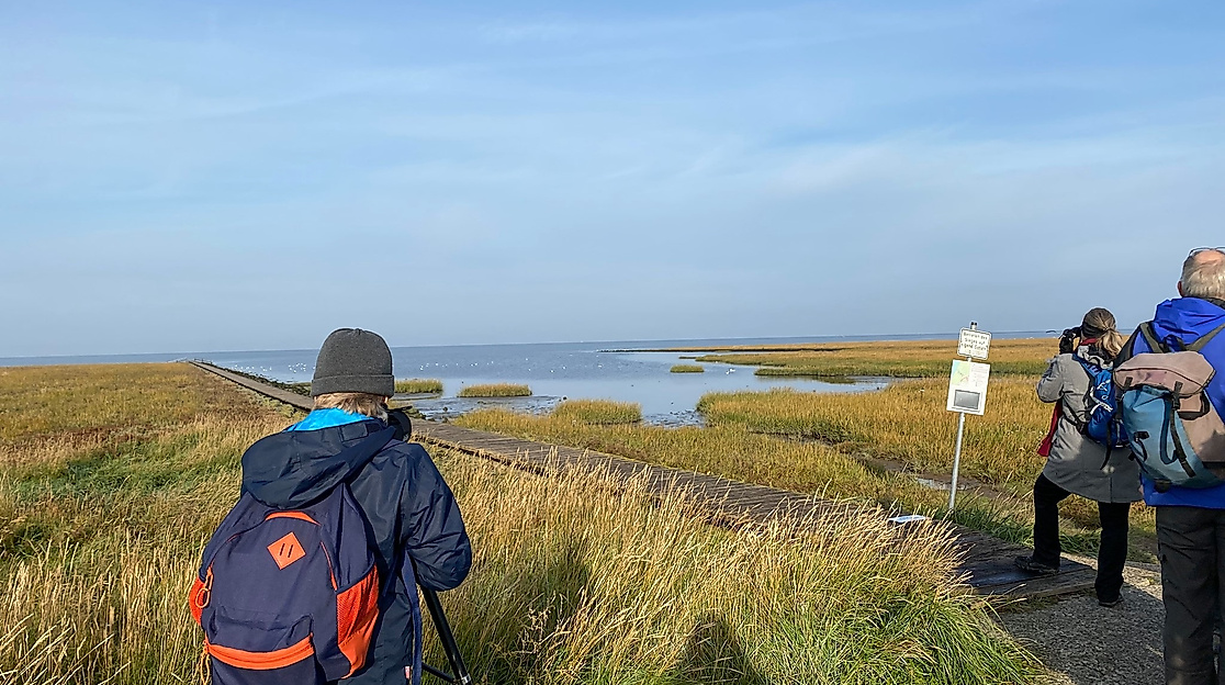 Zugvögel in den Salzwiesen