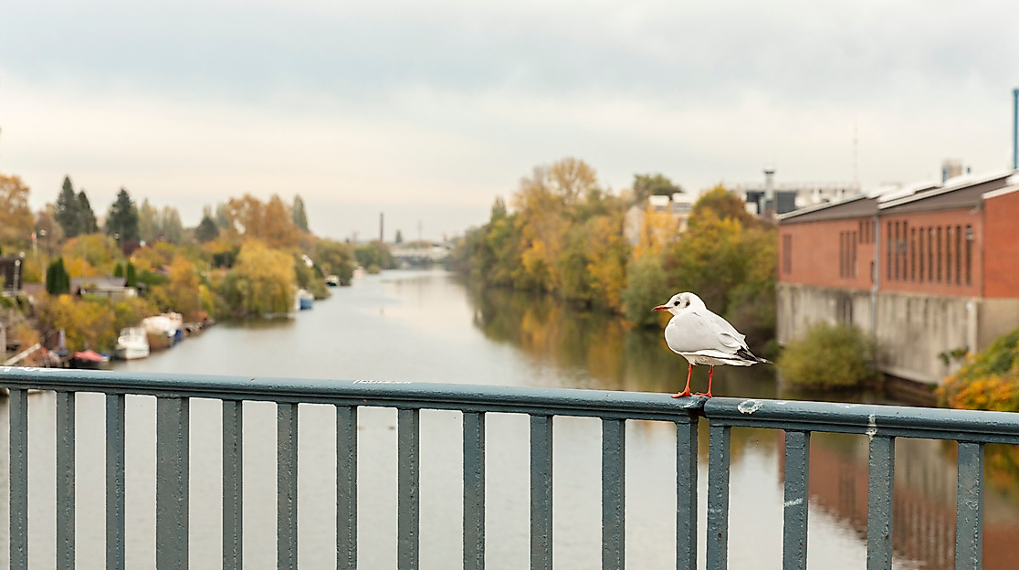 Billerhuder Insel