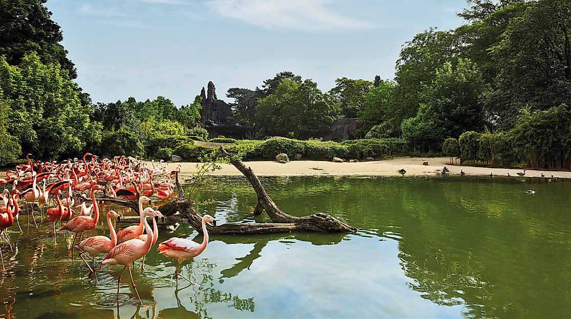flamingos-c-tierpark-hagenbeck-david-maupile