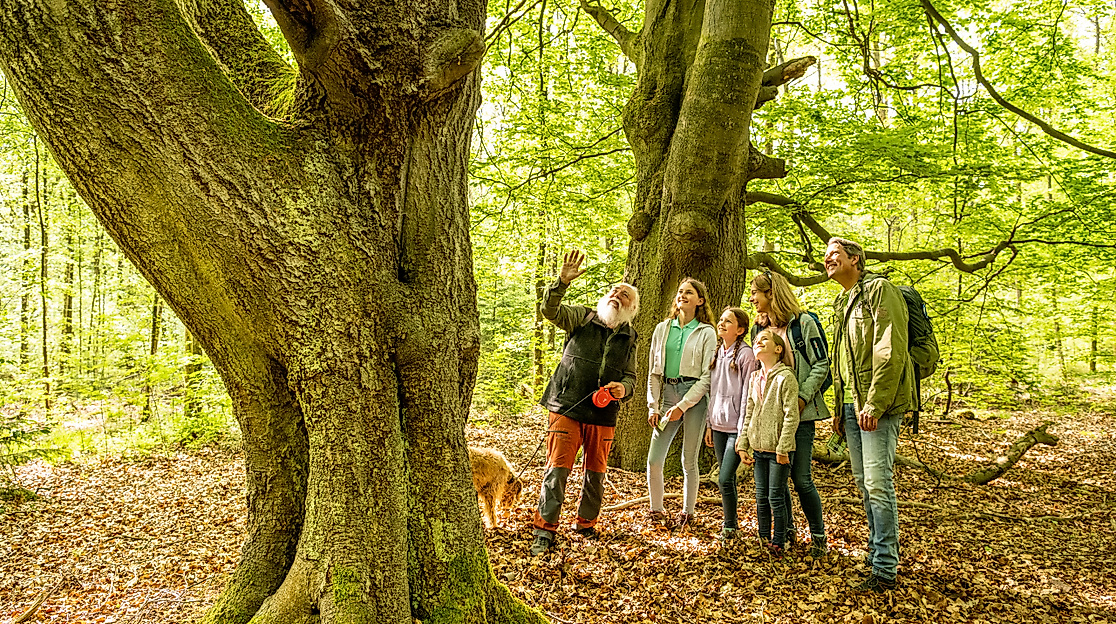 Heideregion Uelzen-2023-251-Wald Lintzel-Wanderung mit Volker Einhorn-HeideRegion Uelzen e. V., Dominik Ketz