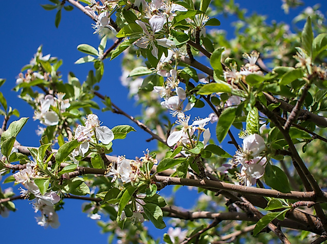 cranz-route-altes-land-c-unsplash-andre-chipurenko