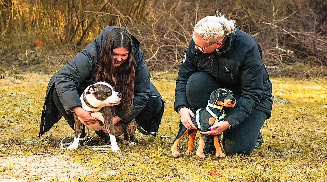 110125hundeschuletierischcleverhorns7133