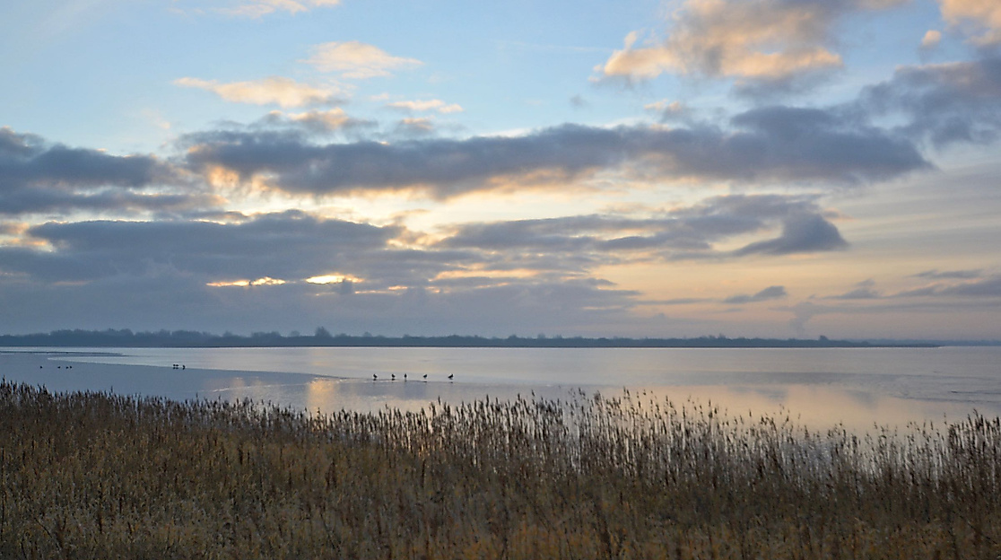 Führung: Die Vogelwelt im Meldorfer Speicherkoog