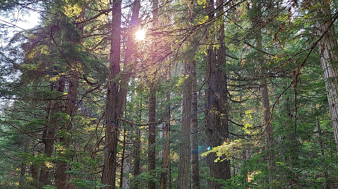 Resilienz durch Naturverbindung (Sommer)