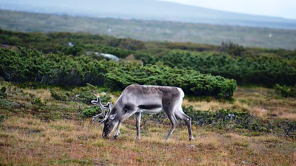 25-11-25 Stekenjokk Wolf Leichsenring
