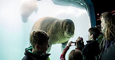Eismeer im Tierpark Hagenbeck