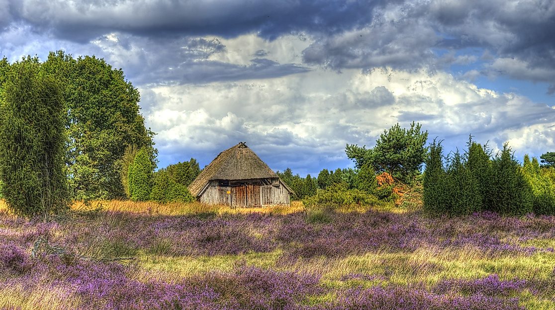 Lueneburger Heide