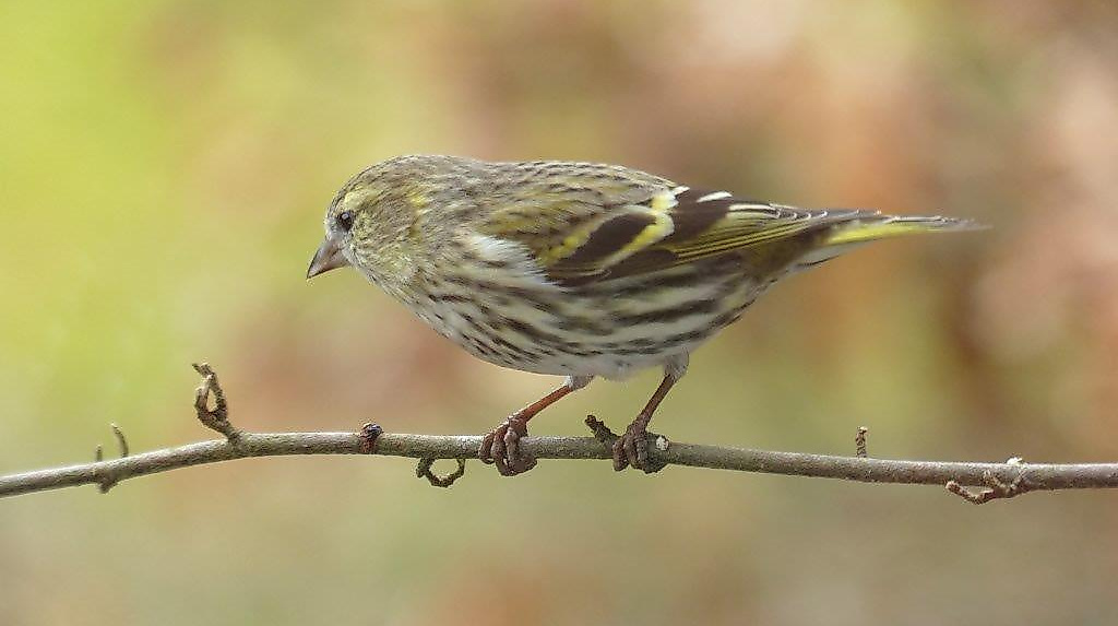 Erlenzeisig Männchen
