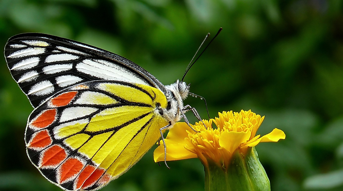 butterfly-85628_1920