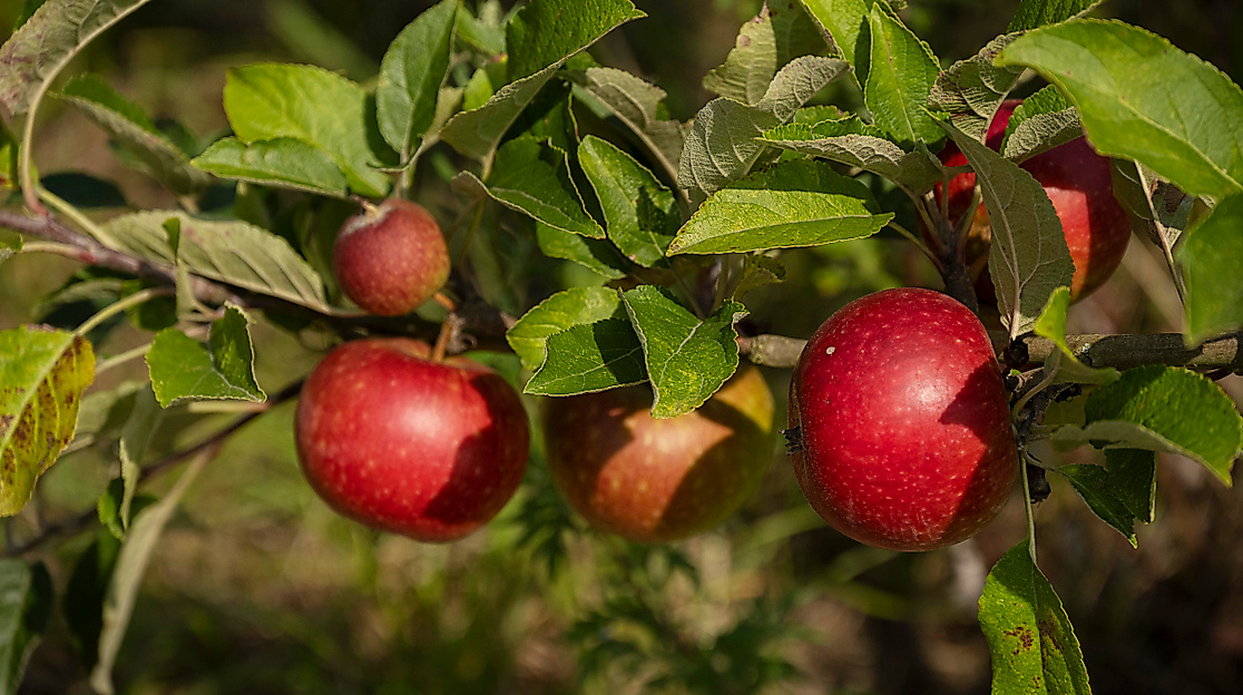 Apfel-Fest Lüneburger Streuobstwiesen e.V.