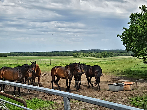 Ponyschule