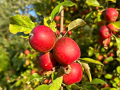 Streuobstwiese des NABU Buchholz Nordheide