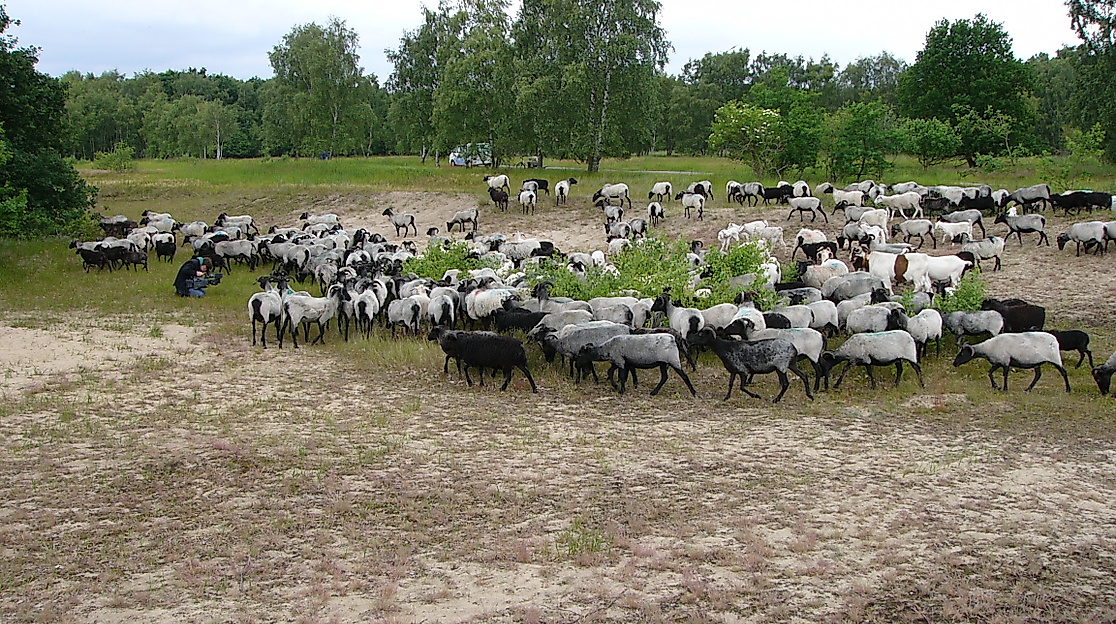 Boberger Dünen