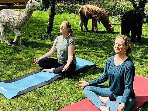 yoga-mit-alpakas-foto-miriam-luetjen