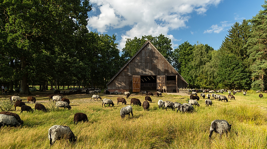 Hermannsburg_Misselhorner_Heide_Heidschnucken_Schaefer_Eintrieb_ccbysa_tl_20250821-63_web