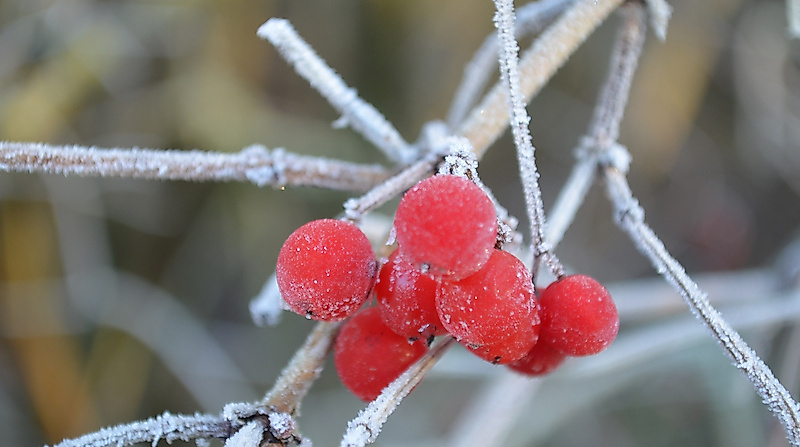 Winterliche Kurparkführung
