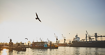 Sonnenaufgang im Hamburger Hafen mit Möwe im Flug, Schiffen und Hafenkränen im Gegenlicht
